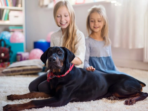İncek Halı Yıkama Halı Türlerine Göre Uygun Yıkama Yöntemleriyle Güvenilir Temizlik